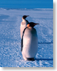 Emperor penguins love snow
